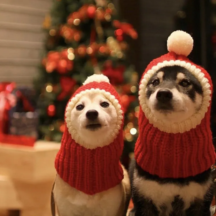 柴犬新年小红帽宠物狗金狗猫咪毛美短毛线帽衣服秋冬生日春节过年