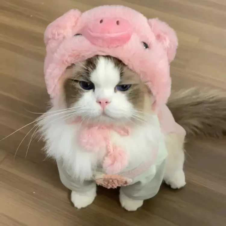 猫咪头套可爱小猪帽子宠物小狗狗马尔济斯约克夏比熊可爱拍照头饰