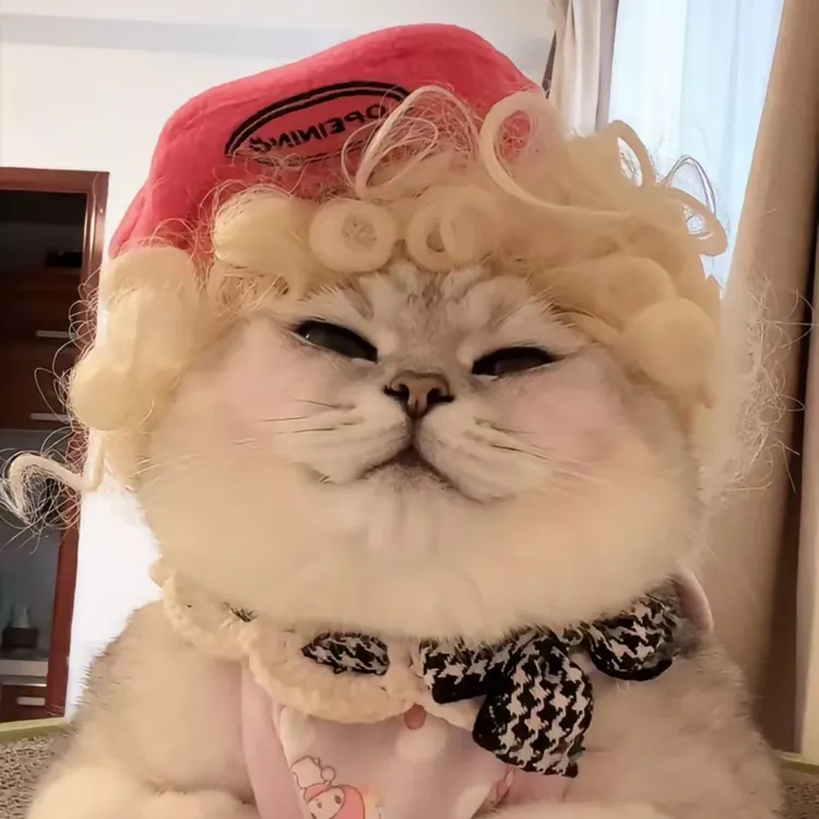 网红宠物假发猫咪狗狗波浪卷齐刘海小辫子法斗抖音小红书同款发饰
