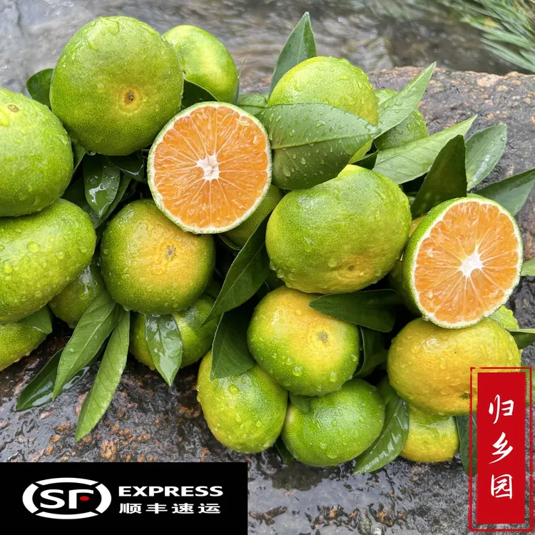 现摘江西赣州蜜桔产地应季无核皮薄孕妇酸甜多汁自然成熟新鲜水果