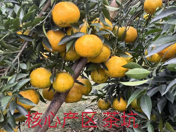 【自家果园】2024新会茶坑柑大红鲜果 驳枝柑 圈枝柑