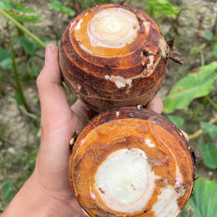 【小琴专属】江西脆脆的芋母头自产自销场地直发