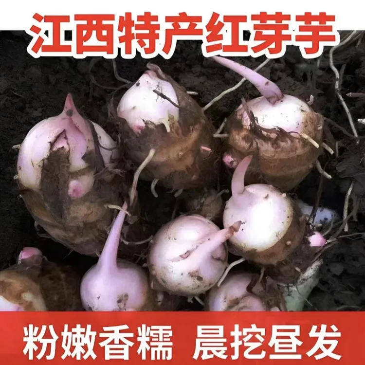 【小威代卖】江西精品红芽芋  新鲜自种现挖芋头自产自销饱满品质
