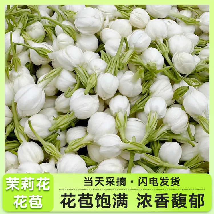 横县茉莉花种植基地茉莉鲜花新鲜采摘花骨朵花苞自然芬芳源头发货