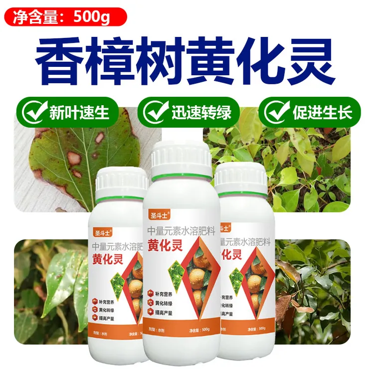 香樟树黄化病专用修复剂【黄化灵】缺铁新叶发黄黄龙病黄叶病叶面肥