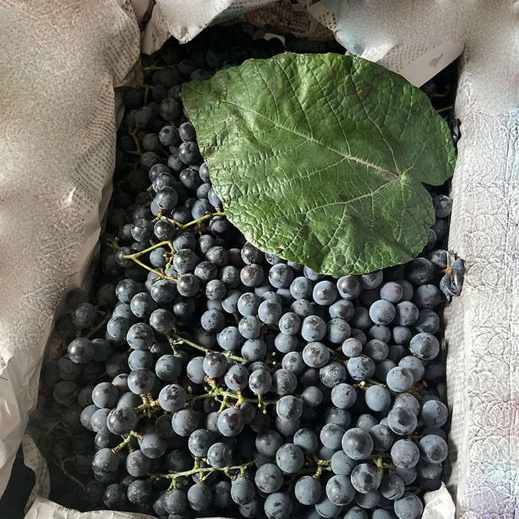 顺丰包邮广西酿酒山葡萄刺葡萄酒葡萄泡酒野葡萄非巨峰夏黑赤霞珠