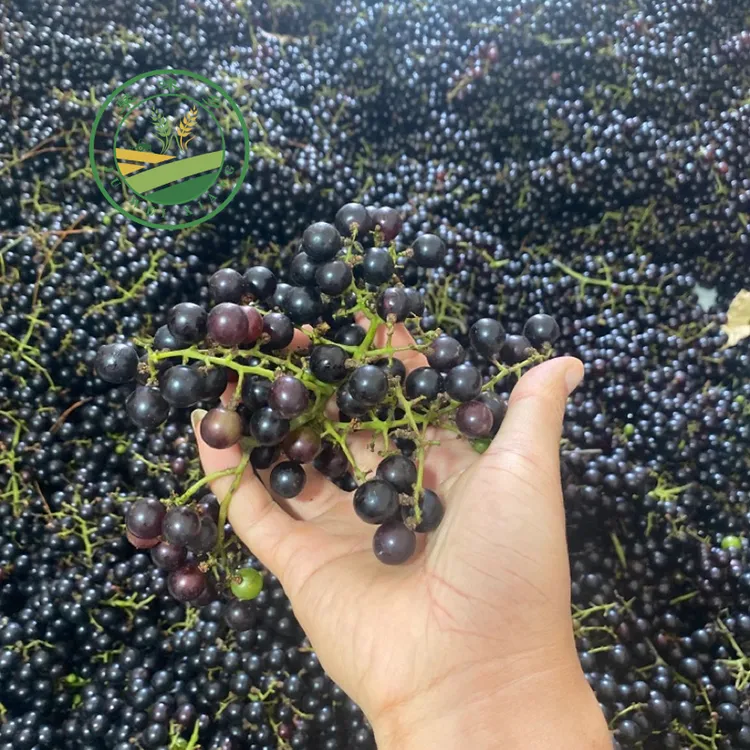 顺丰包邮广西酿酒野山葡萄泡酒小葡萄酸葡萄当季水果不能当水果吃