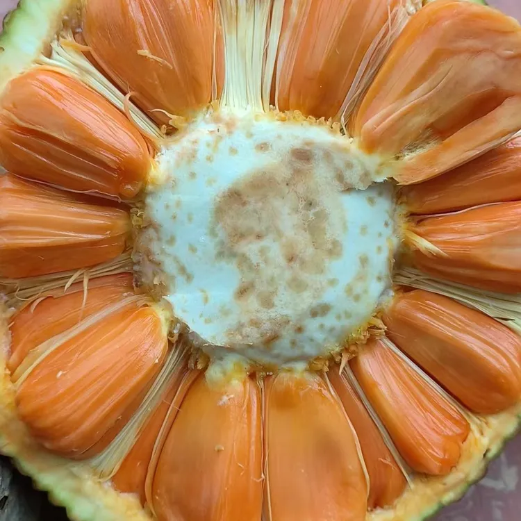 新品种四季 印尼红菠萝蜜嫁接苗 红肉干包脆甜 带榴莲味