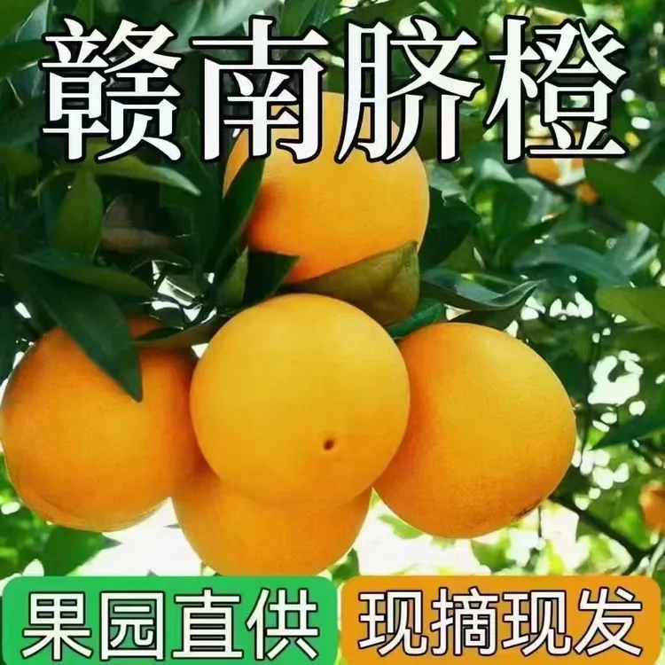 赣南脐橙 赣州寻乌果园直发 新鲜现摘现卖 9甜1酸 坏了包赔
