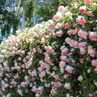 虹越 | 月季龙沙宝石盆栽苗 庭院花园拱门花墙爬墙藤本长藤月季