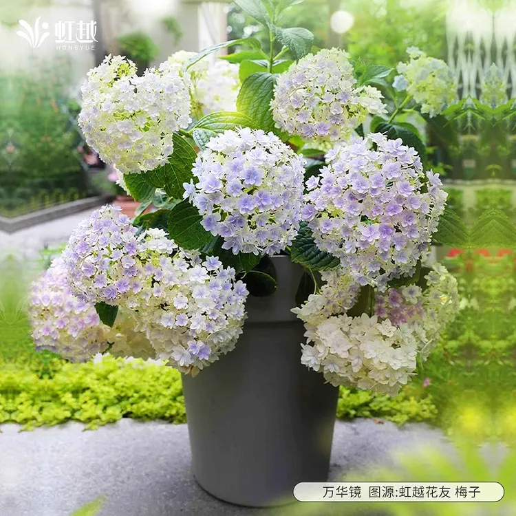 虹越 | 多色大花绣球花150#盆栽苗庭院阳台绣球花卉