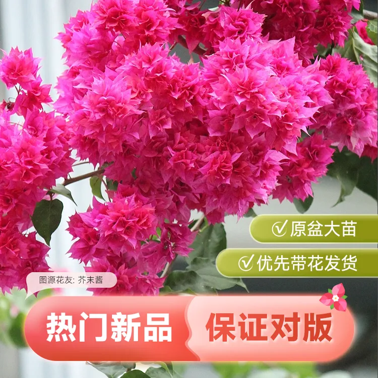 虹越| 三角梅“重瓣红”带花发货因植物特性路途易落花介意慎拍专场