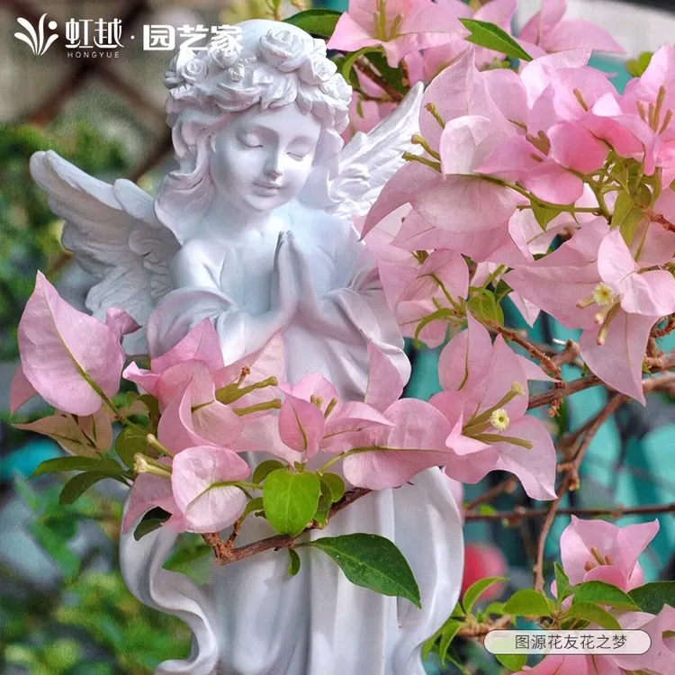 花彩重瓣三角梅四季开花苏瓦娜盆栽室内阳台庭院勤花爬藤老桩树苗