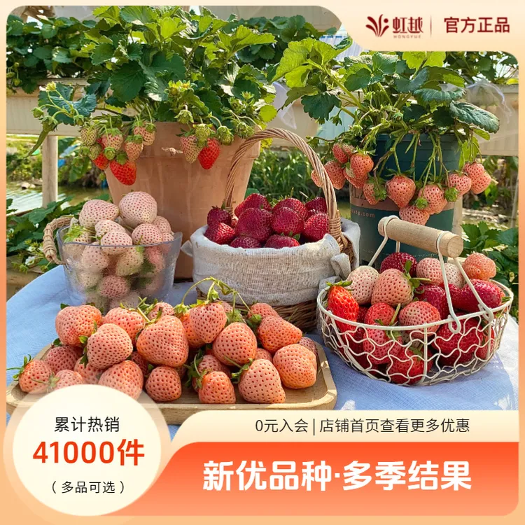 虹越 | 家庭草莓预售水果苗四季盆栽食用草莓秧苗易养种果苗