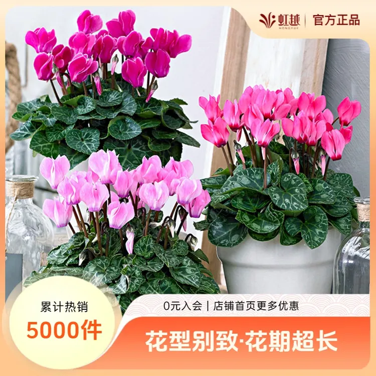 【达人专属】虹越 | 花彩爆花仙客来盆栽苗带盆带土秋冬室内仙客来