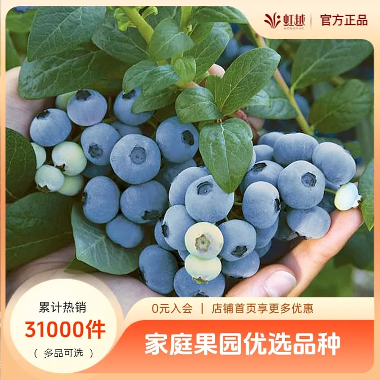 虹越果树 |蓝莓成品苗 多年生果树苗阳台庭院树苗易养蓝莓苗