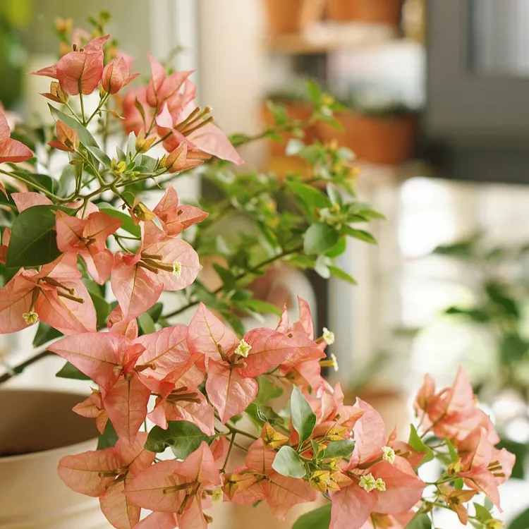 虹越 | 三角梅“卡亚塔”阳台盆栽重瓣爬藤耐热专场