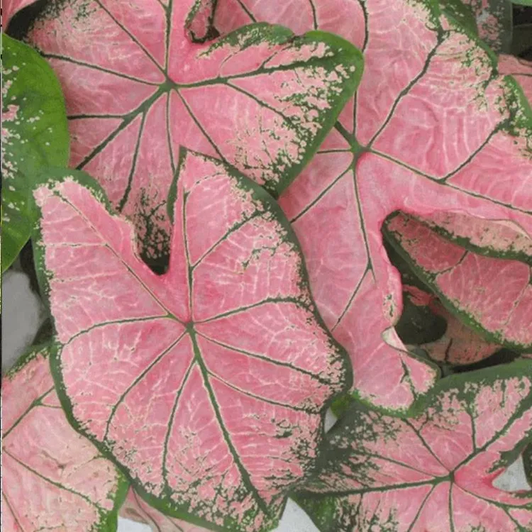 虹越 | 彩叶芋盆栽“粉色飞溅” 1加仑 耐热观赏植物专场