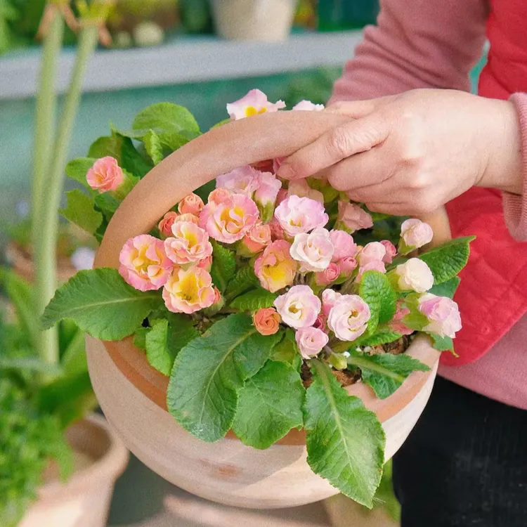 玫瑰报春盆栽苗{2盆7折 4盆6折}  重瓣耐寒超长花期