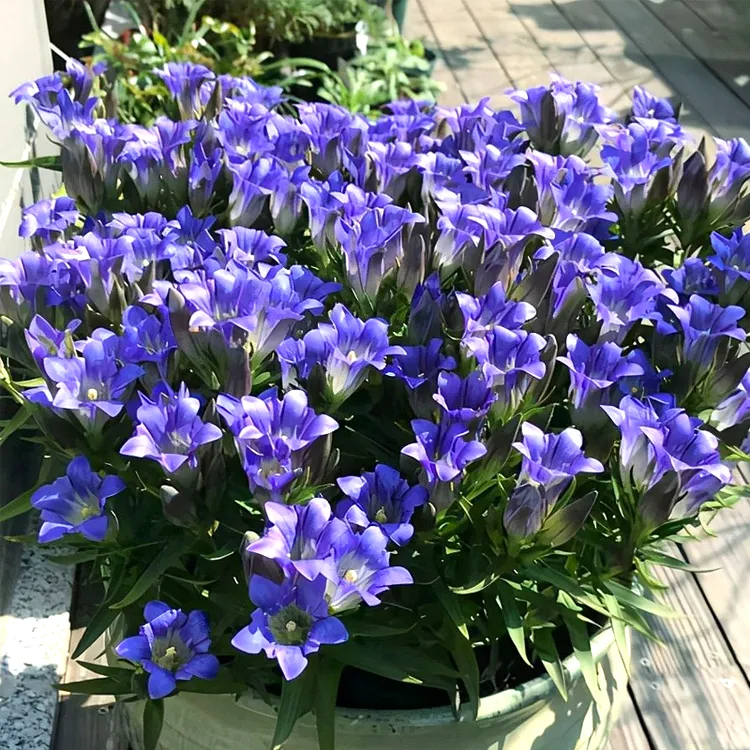 虹越 | 龙胆花海洋之心盆栽 阳台庭院花卉耐热耐寒花园植物