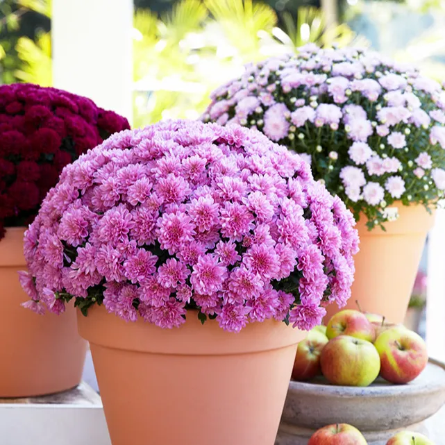 达人专属虹越 | 球菊大冠幅盆栽苗，带花带花苞花园阳台室内花卉好养