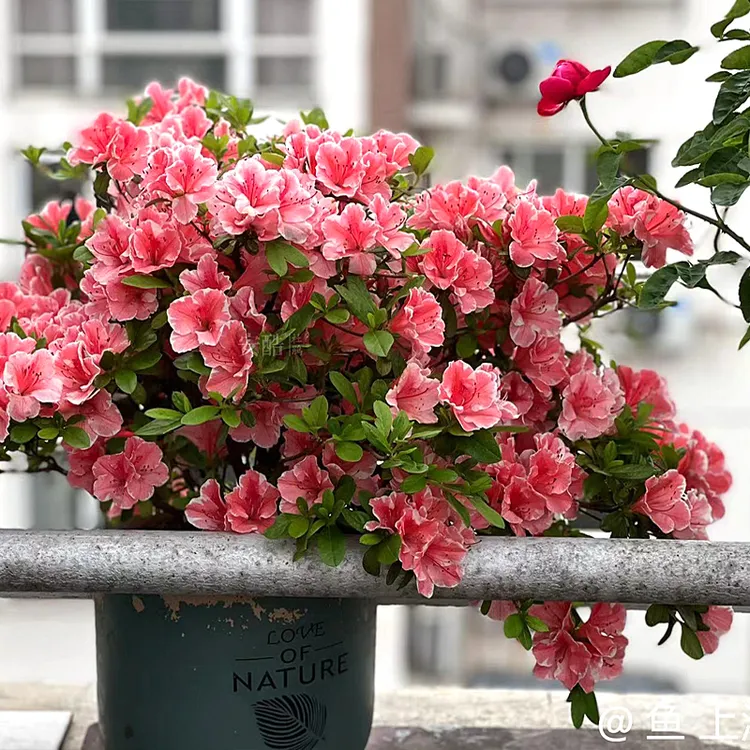 虹越花彩安酷杜鹃花阳台庭院花园多季开花常绿耐热耐寒盆栽地栽苗