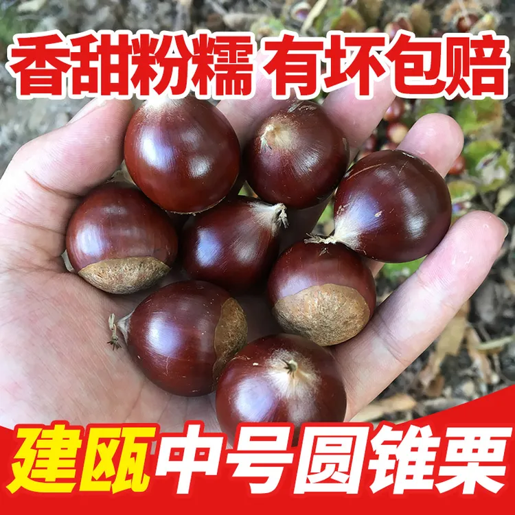新开口器板栗生新鲜锥栗建瓯油栗圆栗1斤2斤3斤5斤中号开口器香甜