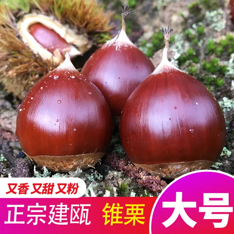 新开口器板栗大号锥栗正宗福建建瓯高山锥栗新鲜油栗1斤2斤3斤5斤
