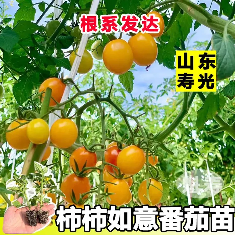 超甜糖水炸弹金玲珑千禧秧苗四季阳台盆栽小黄番茄夏季种植黄千禧