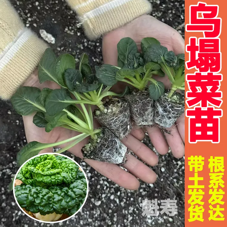 乌塌菜苗好吃高钙保健蔬菜养心菊花菜耐寒易栽种四季庭院蔬菜种苗