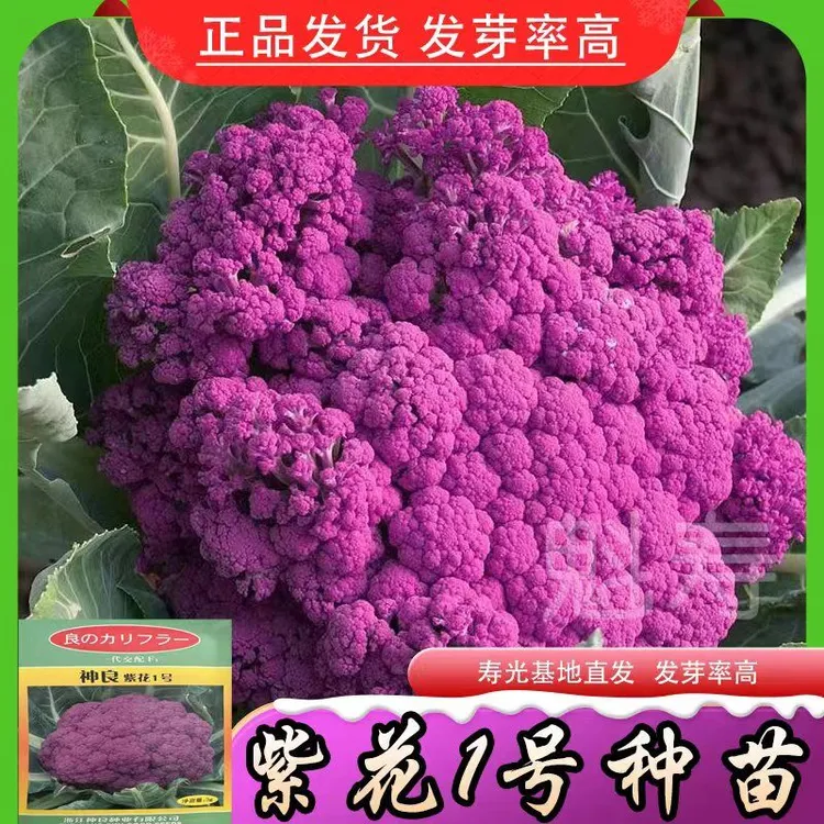 紫色花菜种子紫菜花种籽秋季中晚熟庭院紫花菜种籽紫色花椰菜种子