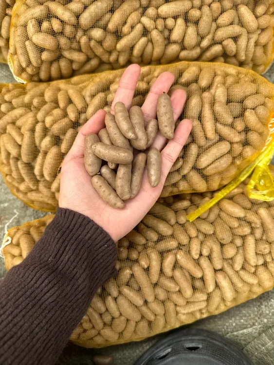 正宗铁棍山药豆山药蛋软糯香甜产量少 新鲜现摘现发产地直发