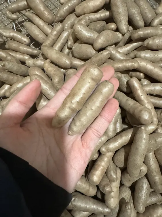 新鲜山药豆巨无霸软糯香甜 