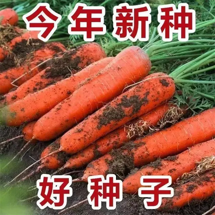 【全场满5元包邮】胡萝卜老品种胡萝卜每包约2000粒