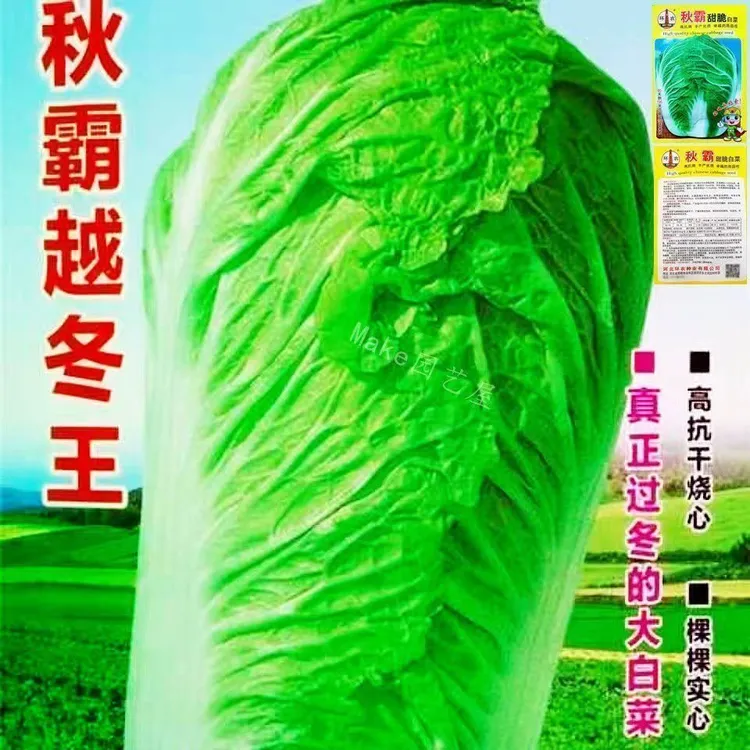 【全场满5元包邮】秋霸越冬王大白菜种子秋季种植越冬白菜籽