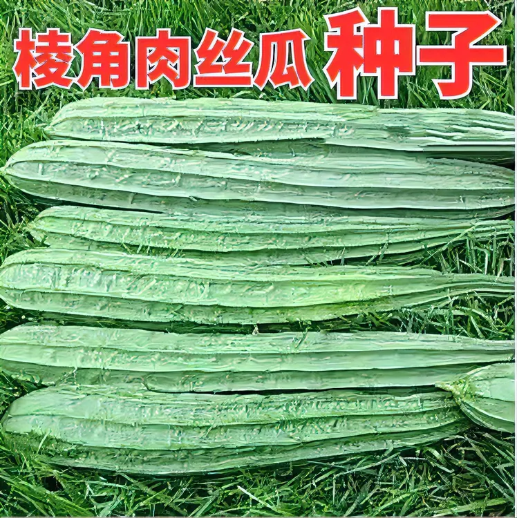 棱角大肉丝瓜种子八角水瓜阳台菜园盆栽庭院有机蔬菜种子四季秋季