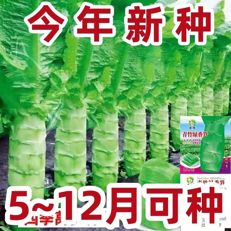 四季莴笋种子青皮绿肉香莴笋种子高产耐热耐寒春秋冬播蔬菜莴苣种
