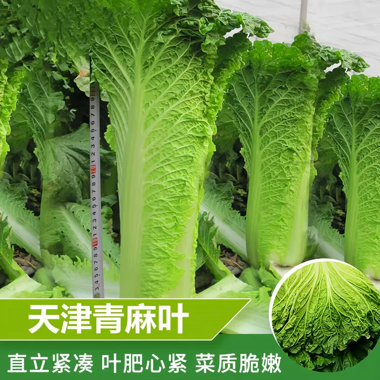 天津大青麻叶直筒形白菜种子秋季绿大青麻叶大白菜四季播蔬菜种籽商品图