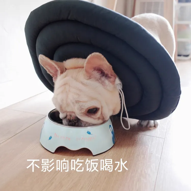 狗狗术后防舔圈防抓头套项圈绝育耻辱圈伊丽莎白圈防水洗澡防抓用