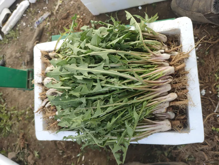 东北蒲公英新鲜婆婆丁二斤四斤短根