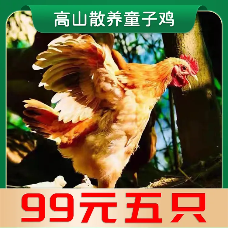 【99元5只】农家散养童子鸡650g/只，现宰现杀，冷链锁鲜，顺丰包邮