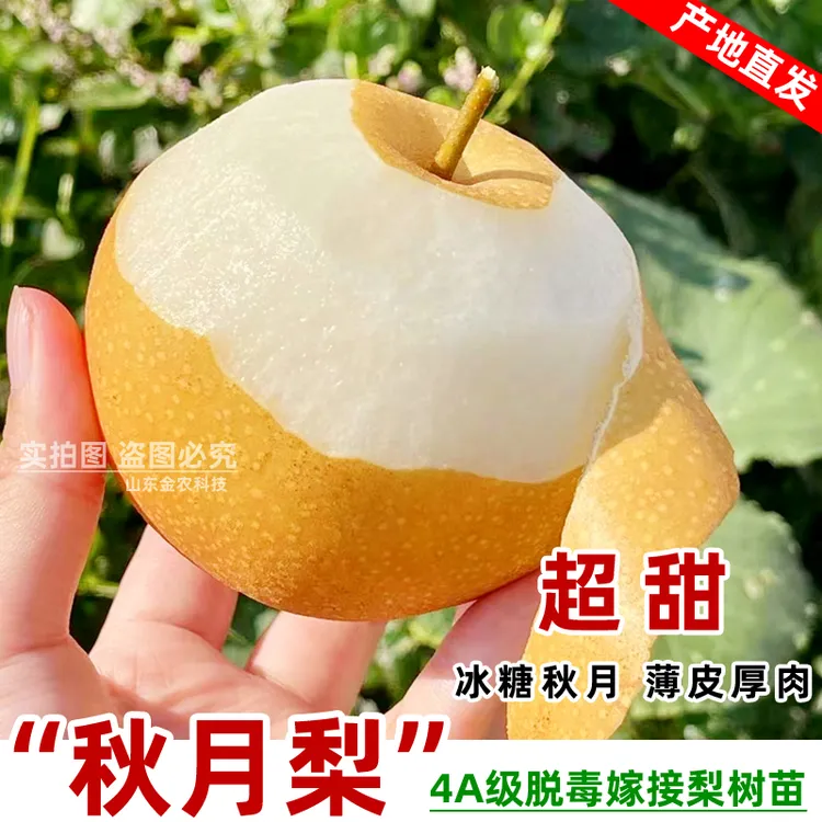 嫁接冰糖秋月梨树苗特大晚熟北南方种植盆栽地栽当年结果果树果苗