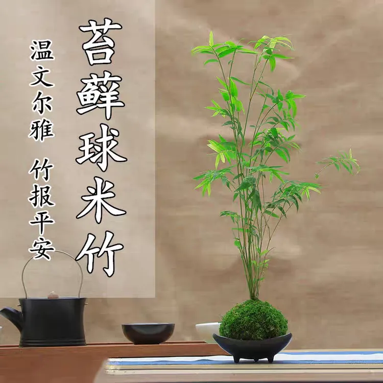 茶桌精选苔藓球观音竹/凤尾竹