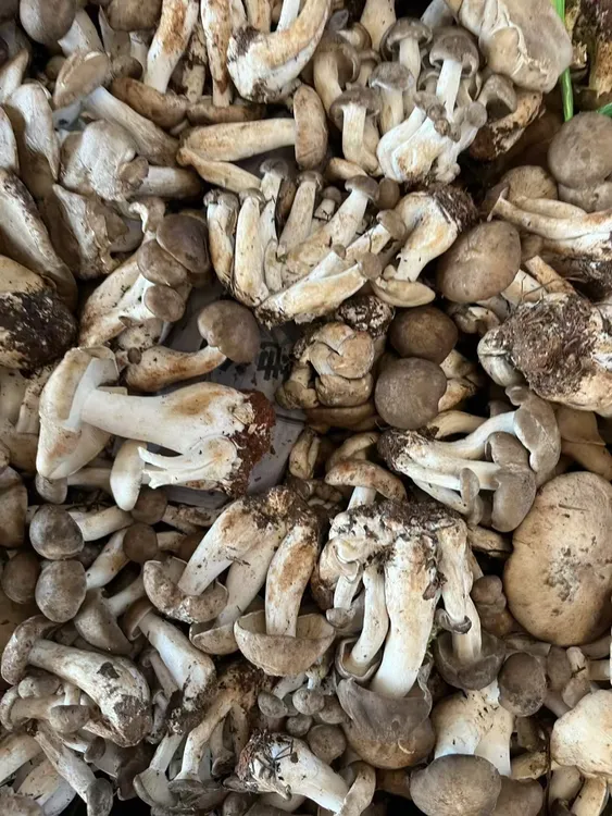 云南梨窝菌土特产新鲜菌炖汤佳品