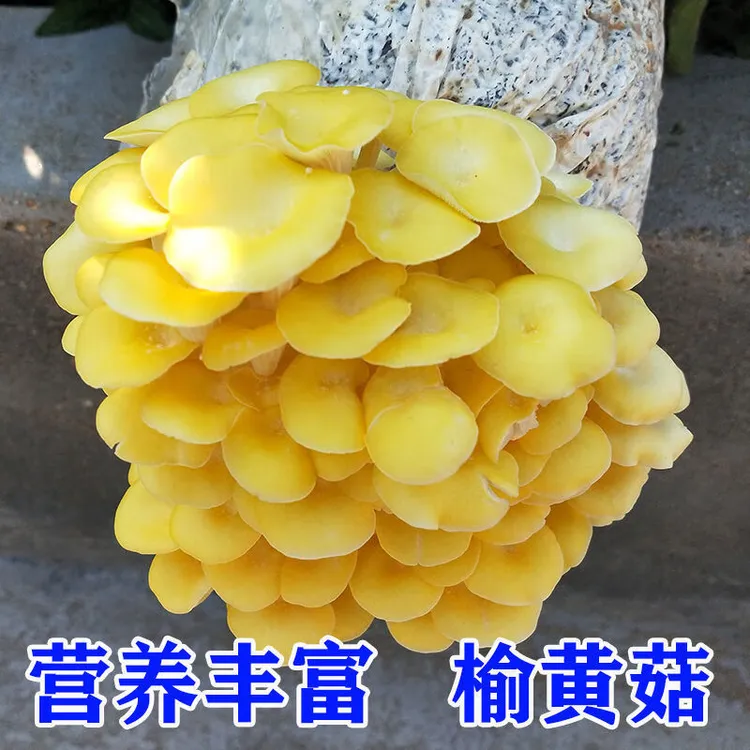 蘑菇种植菌包平菇香菇蘑菇种子家庭室内阳台喷水盆栽种植食用菌