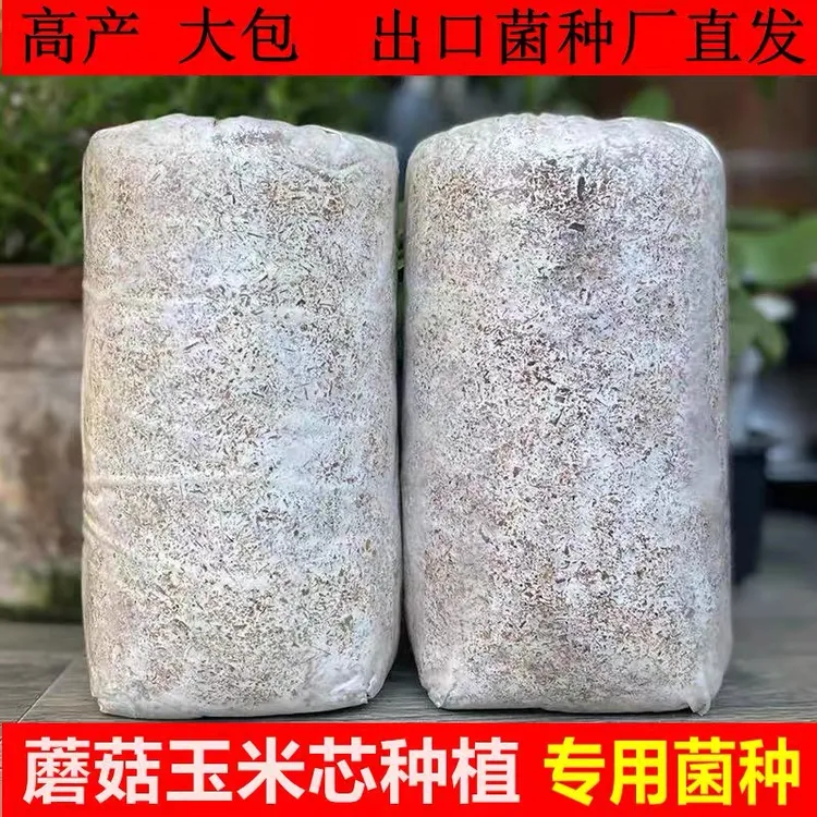 玉米芯种植苔藓微景观蘑菇菌种家庭养殖食用菌栽培种平菇菌种