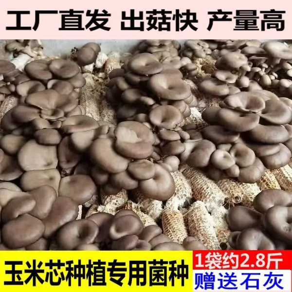 平菇菌种玉米芯玉米秸秆种植榆黄蘑二级栽培种食用蘑菇原种