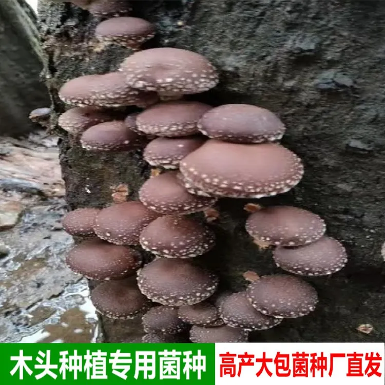 椴木香菇菌种种植在木头上的香菇菌种段木菌种栽培种庆元241