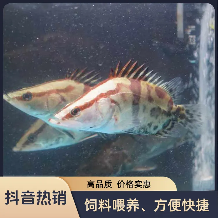 精品红纹鳜宠物鱼耐活精选15cm以上易活易养