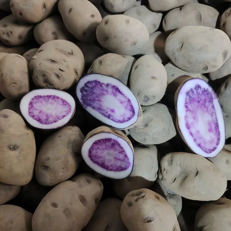 贵州纳雍高山农家七彩转心乌洋芋